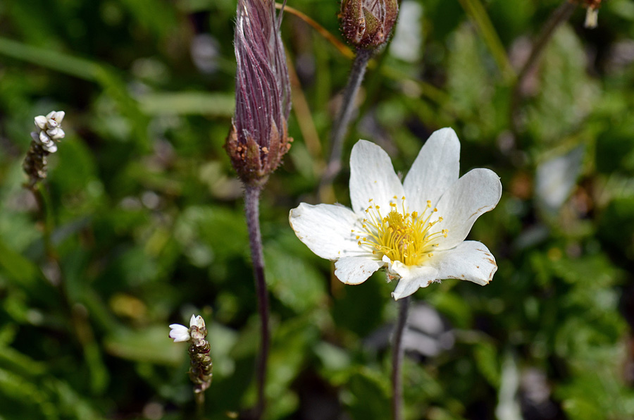 Dryas octopetala